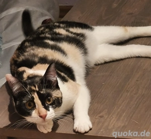 Loures   junge Glückskätzin sucht ein liebevolles Zuhause