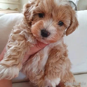 cavapoo