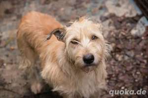 *MAYA* - Die Junghündin wird zur Zeit auf ein Familienleben vorbereitet