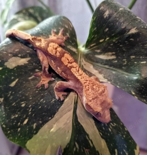  Correlophus ciliatus - Neukaledonische Kronengecko