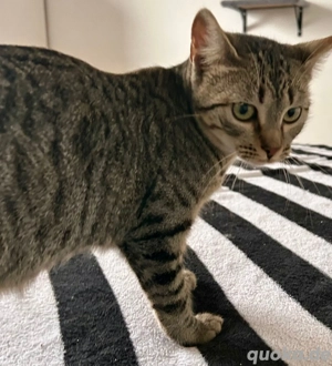 Moura & Valenho   junges Katzen-Duo sucht gemeinsames Zuhause