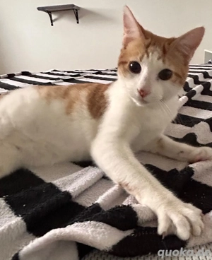 Valongo   aktiver Jungkater sucht liebevolles Zuhause mit Freigang