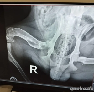 *DUKE* - Der Rüde sucht ein behütetes und artgerechtes Zuhause Bild 2