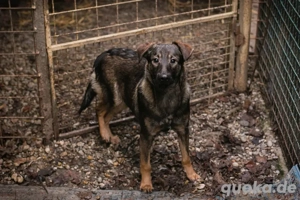 *DUKE* - Der Rüde sucht ein behütetes und artgerechtes Zuhause Bild 9