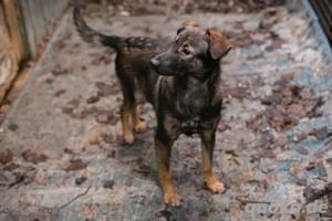 *DUKE* - Der Rüde sucht ein behütetes und artgerechtes Zuhause