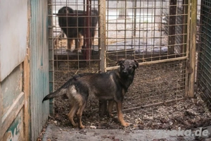 *DUKE* - Der Rüde sucht ein behütetes und artgerechtes Zuhause Bild 7