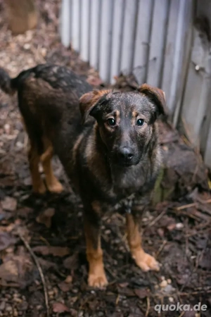 *DUKE* - Der Rüde sucht ein behütetes und artgerechtes Zuhause Bild 6