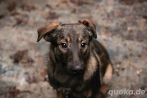 *DUKE* - Ich suche ein Ticket in ein liebevolles Zuhause