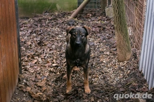 *DUKE* - Der Rüde sucht ein behütetes und artgerechtes Zuhause Bild 5