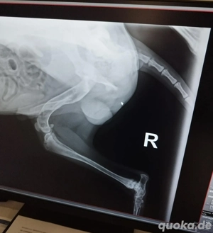 *DUKE* - Der Rüde sucht ein behütetes und artgerechtes Zuhause Bild 4