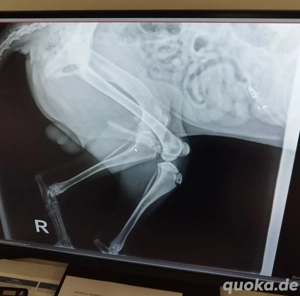 *DUKE* - Der Rüde sucht ein behütetes und artgerechtes Zuhause Bild 3