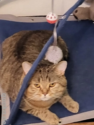  British Kurzhaar (Deckkater)