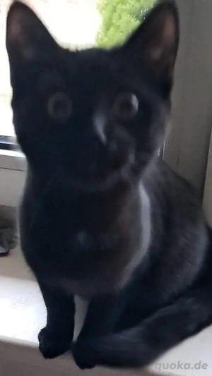 Kätzchen ( kitte) in liebevolle Hände abzugeben. 