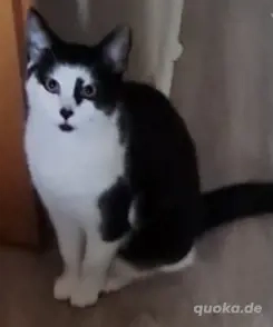 wunderschön Katze in liebevolle Hände abzugeben. 