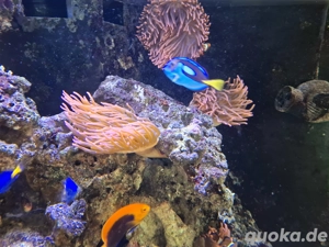 Kupferanemone zuverkaufen 