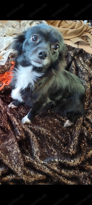 Chihuahua Mix Hündin 
