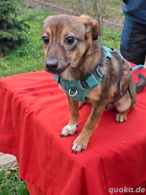     Mogli sucht sein für immer Zuhause    