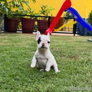 Französische Bulldoggenwelpen