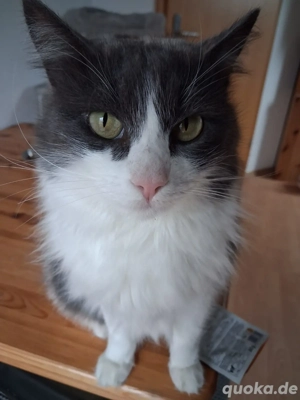 Burger   verschmuster Maine-Coon-Mix sucht liebevolles Zuhause