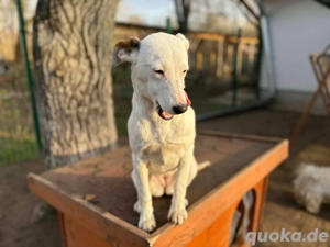     Dana sucht ihr Körbchen    