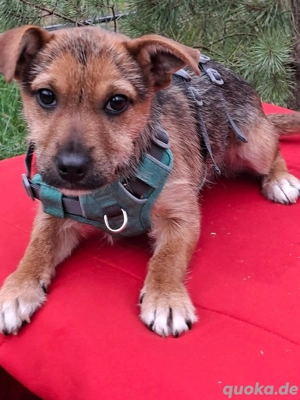     H di sucht ihr Körbchen    