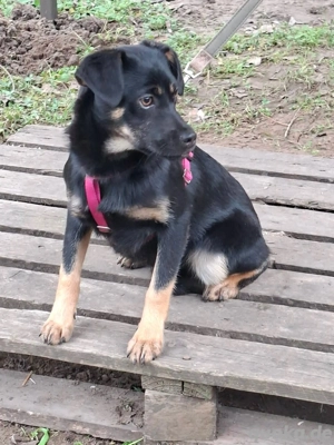     Hermine sucht ihre Familie    