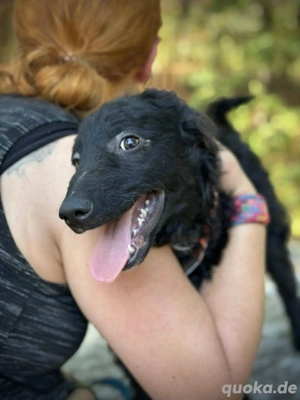     Nero sucht sein Körbchen    