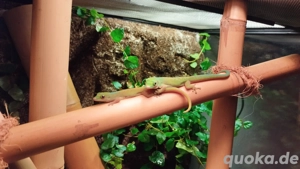 1,1 Phelsuma pasteuri 