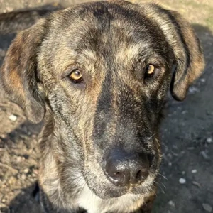 Petri, geb. ca. 04 2024, lebt in GRIECHENLAND, auf einem Gelände, Hunde notdürftig versorgt