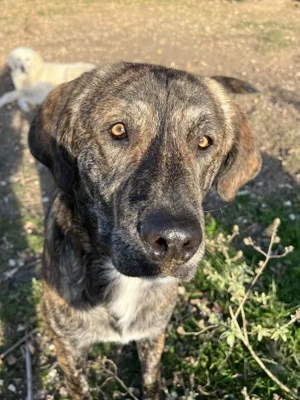 Petri, geb. ca. 04 2024, lebt in GRIECHENLAND, auf einem Gelände, Hunde notdürftig versorgt Bild 7