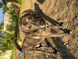 Petri, geb. ca. 04 2024, lebt in GRIECHENLAND, auf einem Gelände, Hunde notdürftig versorgt Bild 6