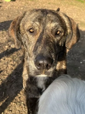 Petri, geb. ca. 04 2024, lebt in GRIECHENLAND, auf einem Gelände, Hunde notdürftig versorgt Bild 5