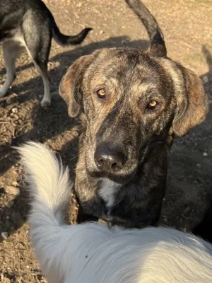 Petri, geb. ca. 04 2024, lebt in GRIECHENLAND, auf einem Gelände, Hunde notdürftig versorgt Bild 4