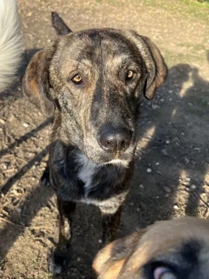 Petri, geb. ca. 04 2024, lebt in GRIECHENLAND, auf einem Gelände, Hunde notdürftig versorgt Bild 2