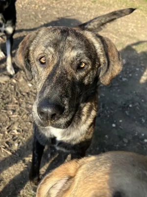 Petri, geb. ca. 04 2024, lebt in GRIECHENLAND, auf einem Gelände, Hunde notdürftig versorgt Bild 3
