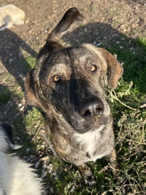 Petri, geb. ca. 04 2024, lebt in GRIECHENLAND, auf einem Gelände, Hunde notdürftig versorgt Bild 8