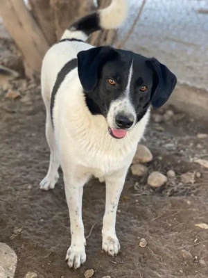 Grecco, geb. ca. 11 2022, lebt in GRIECHENLAND, im städt. Tierheim Serres Bild 4