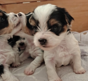 Nur noch 2 süße Biewer Yorkshire 1 Bub und 1 Mädchen.