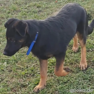 Indy, junger Schäferhund Mischling Bild 6