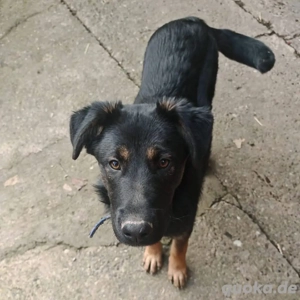 Indy, junger Schäferhund Mischling Bild 5