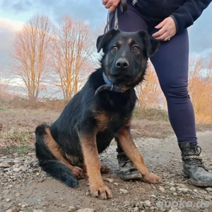 Indy, junger Schäferhund Mischling Bild 7