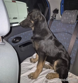Indy, junger Schäferhund Mischling Bild 3