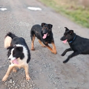 Indy, junger Schäferhund Mischling Bild 4