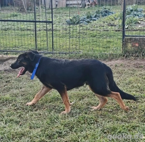 Indy, junger Schäferhund Mischling Bild 8