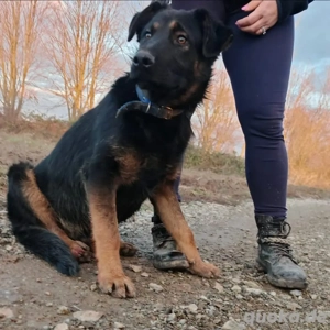 Indy, junger Schäferhund Mischling Bild 2