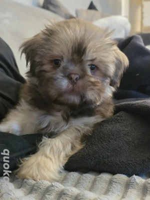 Zauberhafter kleiner Shih Tzu, in der seltenen Farbe Liver,  sucht seine Familie 