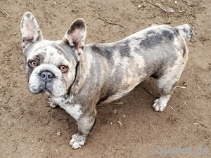 GERTI sucht ein warmes zuhause