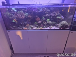 Red Sea Reefer 525xl 