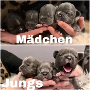 Französische Bulldoggen Welpen 