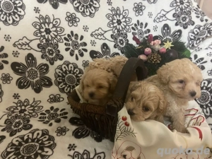 Maltipoo Welpen  Bild 5